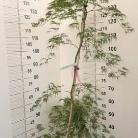 Japanski javor 'Green Lace' - Veća sadnica/starija sadnica