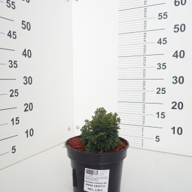 Pačempres 'Nana Gracilis'