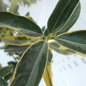 Orangequat Variegato