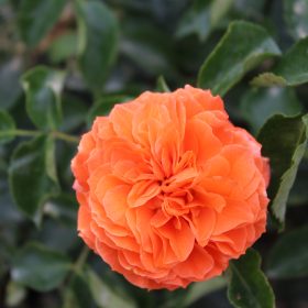 Ruža 'Orangerie'