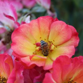 Ruža 'Summer of Love'