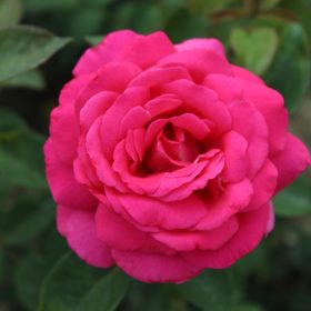 Ruža 'Sexy Parfumella' ( Velasquez )