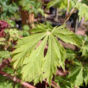 Japanski javor 'Aconitifolium'
