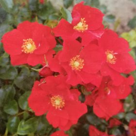 Ruža 'Alexander von Humboldt'