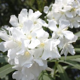 Oleander 'Petit White Nano'