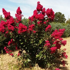 Indijski jorgovan 'Braise d'Été'