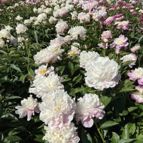 Božur 'Catharina Fontyn'