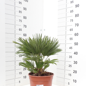 Mediteranska patuljasta palma