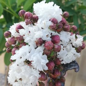 Indijska lila ‘Coconut Sorbet’