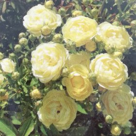 Ruža 'Comtesse du Barry'