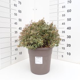 confetti 20