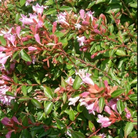 Abelia 'Edward Goucher'