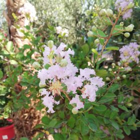 Indijska lila ‘La Fayette’