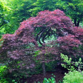 Japonski javor 'Inaba Shidare'