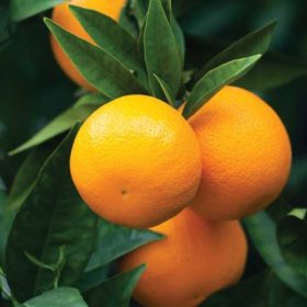 Naranča 'Lane Late'