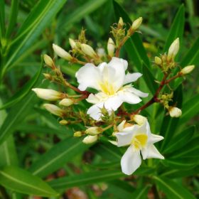 Oleander ‘Luteum Plenum’
