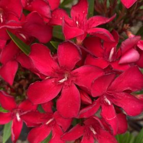 Oleander 'Maravenne Nano'