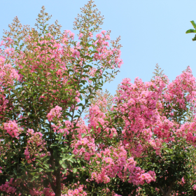 Indijski jorgovan 'Monbazillac'