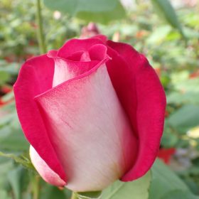 Ruža 'Monica Bellucci'