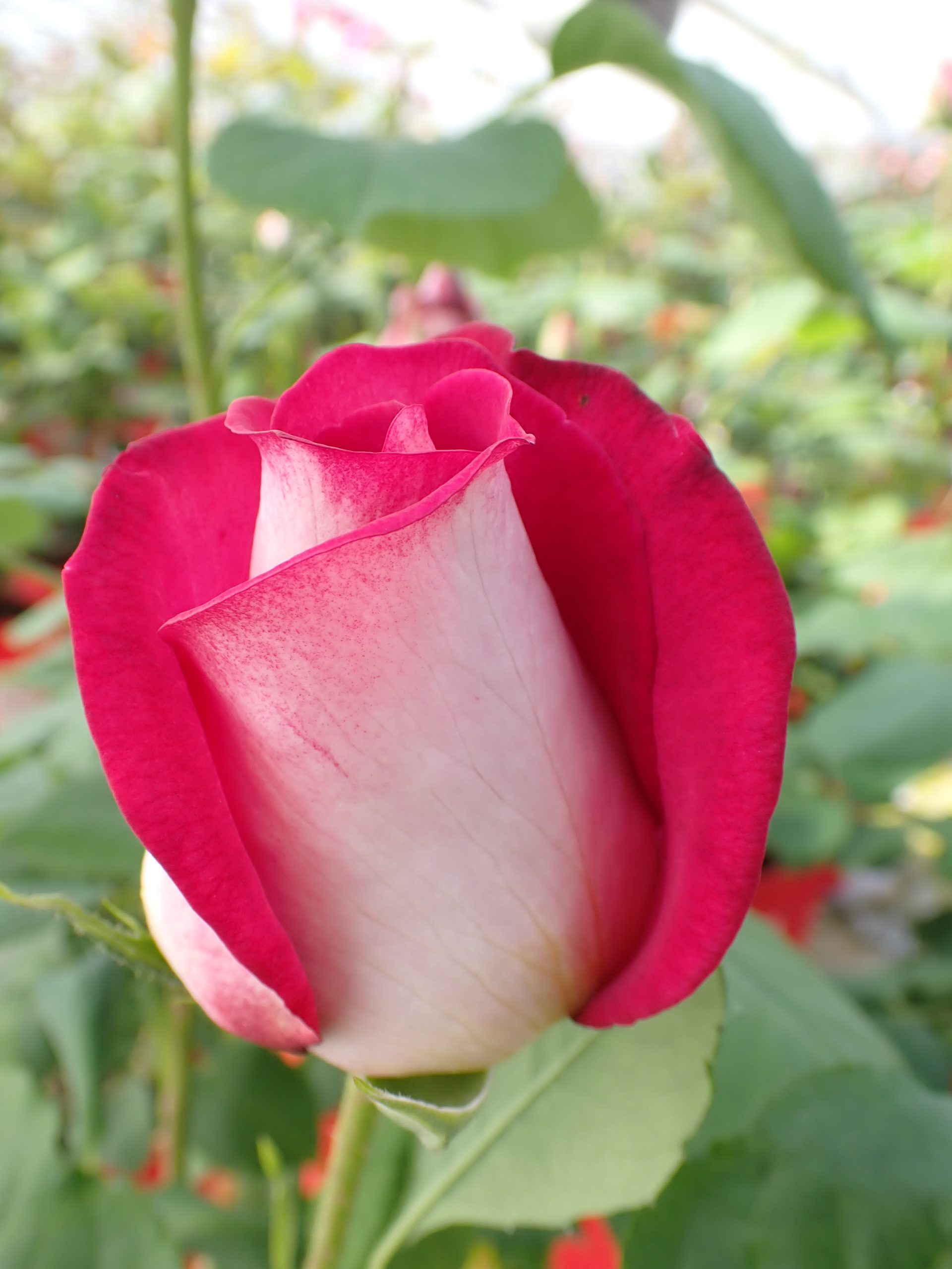 Vrtnica 'Monica Bellucci'