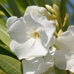 Oleander 'Mont Blanc'