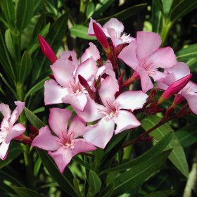 Oleander 'Nano Rosa'