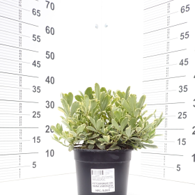 Pittosporum 'Nana Variegata'