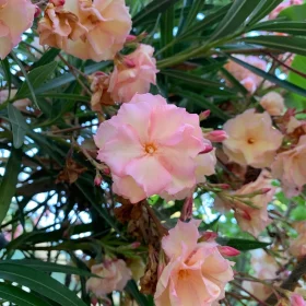 Oleander 'Provence'