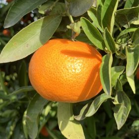 Mandarina 'Safor'