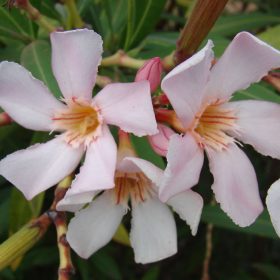 Oleander 'Petit Salmon Nano'