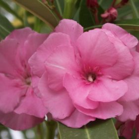 Četkovac 'Splendens'