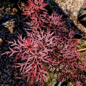 Japonski javor 'Stella Rossa'