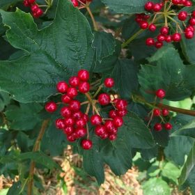 Viburnum 'Ulgen'