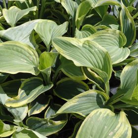 hosta flemish tradition