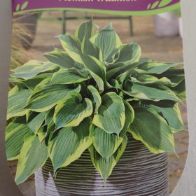 HOSTA FLEMISH TRADITION