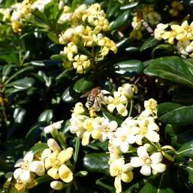 Pittosporum tobira