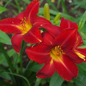 Hemerocallis 'Anzac'