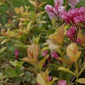 Weigela 'Cappucino'