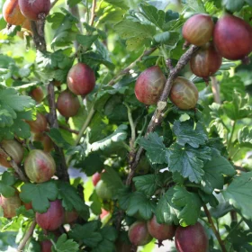 Rdeča kosmulja ‘Captivator’