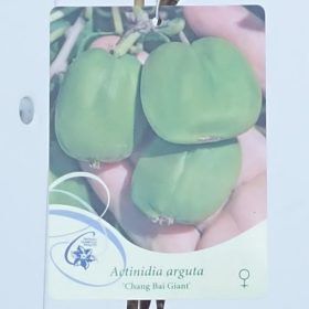 Kiwi 'Chang Bai Giant'