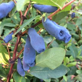 Haskap 'Docz' Velikana'