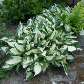 Hosta 'Fire and Ice'