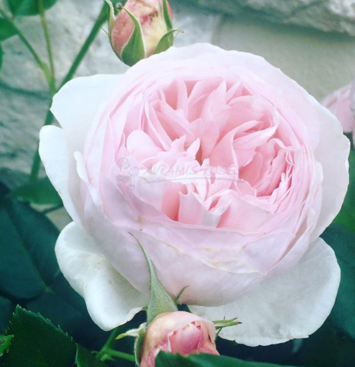 Ruža 'Gaitee Fleurie'