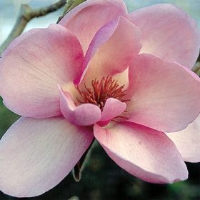 Magnolija 'Iolanthe'