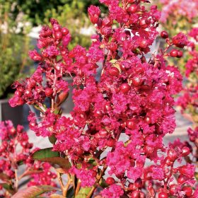 Indijski jorgovan 'Petite Red'