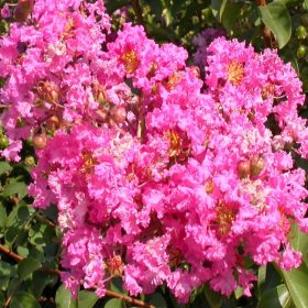Indijski lila 'Rosea'