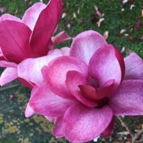 Magnolia 'Starburst'