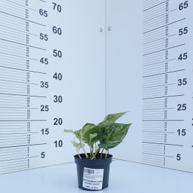 Epipremnum 'Marble Queen'