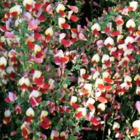 Cytisus 'Palette'