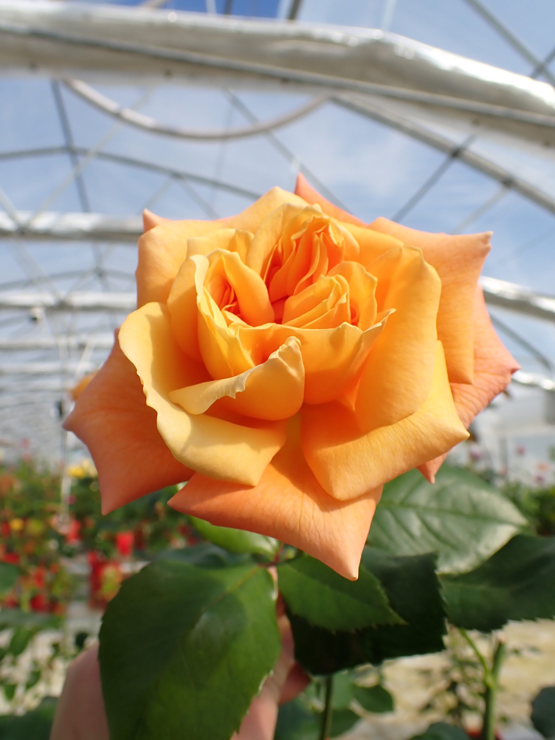 Vrtnica 'Perfumed Cloud'